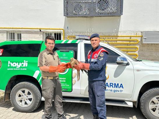 Kilis’te, yaralı kızıl şahin bulundu