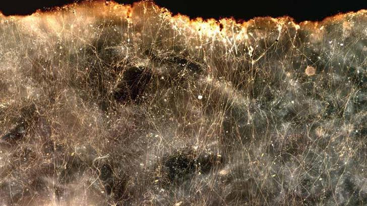 Elektrik ileten yeni bir bakteri türü keşfedildi