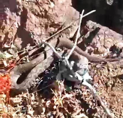 Prof. Dr. Aslan: Yılanlar ekosistemin vazgeçilmez öğeleri