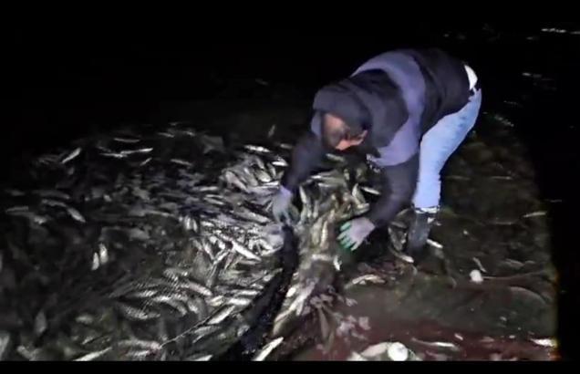 Van'da kaçak avlanan 2,5 ton inci kefali ele geçirildi