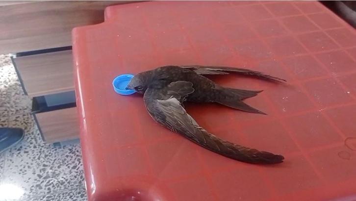 Bitkin halde bulduğu ebabil kuşunu besledi