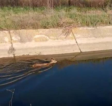 Sulama kanalına düşen karaca kurtarıldı