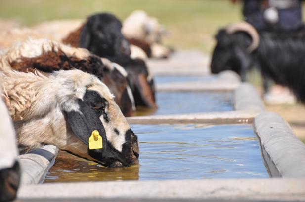 Mardin’de ıslah edilen meralarda 85 bin küçükbaş hayvanın su ihtiyacı karşılanıyor