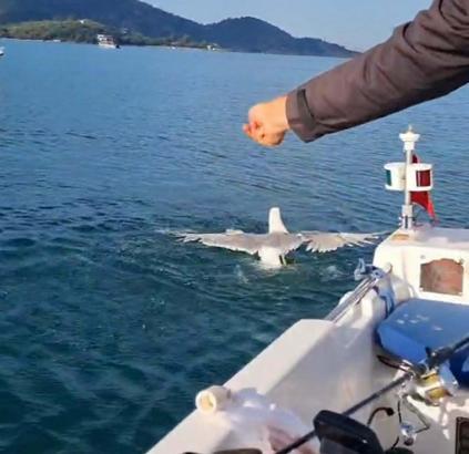 Amatör balıkçı oltasına dolanan martıyı kurtarıp, özgürlüğüne kavuşturdu