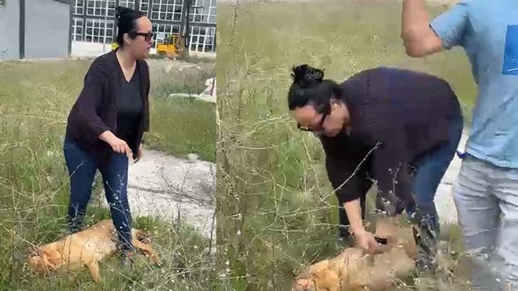 Belediye görevlileri ile hayvansever arasında 'köpek toplama' gerginliği