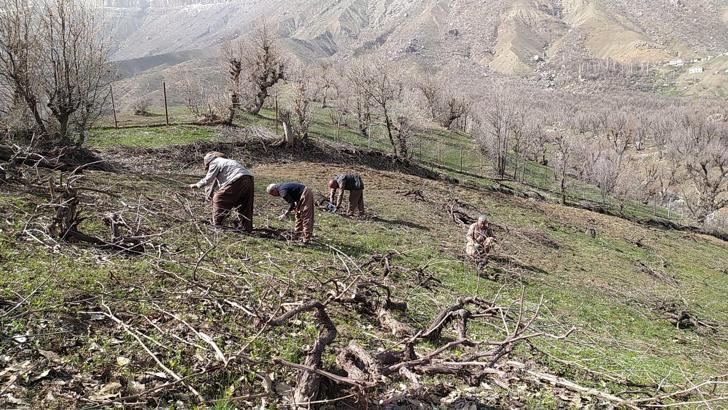 Üzüm bağlarında imece usulü budama