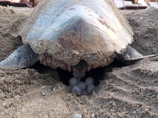 Caretta carettalardan ilk yuva