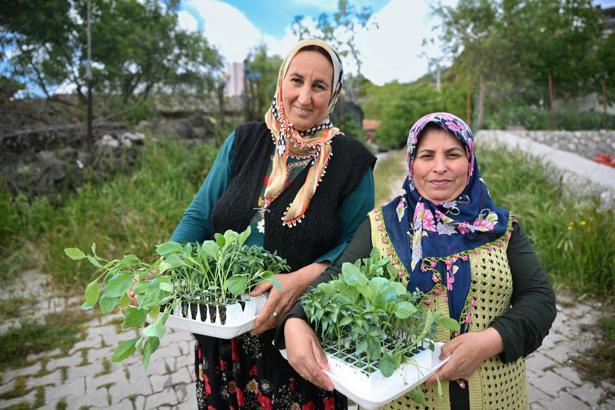 Bornova'da üreticilere yazlık fide desteği