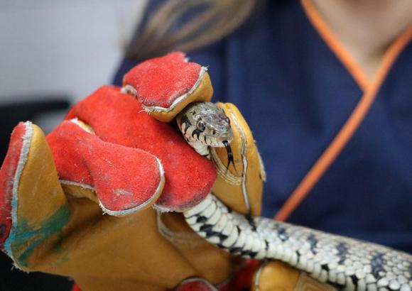 Tedavi edilen su yılanı doğaya salındı
