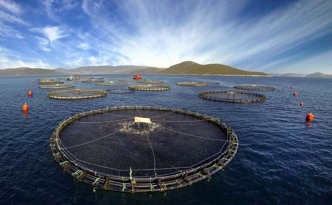 Prof. Dr. Dinçer: Kültür balıkları en güvenilir gıdalar arasında