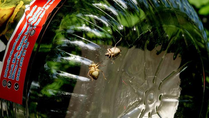 Fındığın kabusu kahverengi kokarcaya karşı 'hunili tuzak' devrede