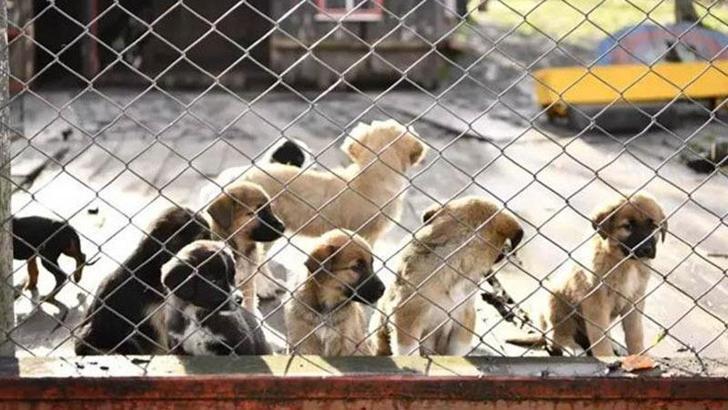 AYM, 'Hayvanları Koruma Kanunu'nun iptali talebini reddetti