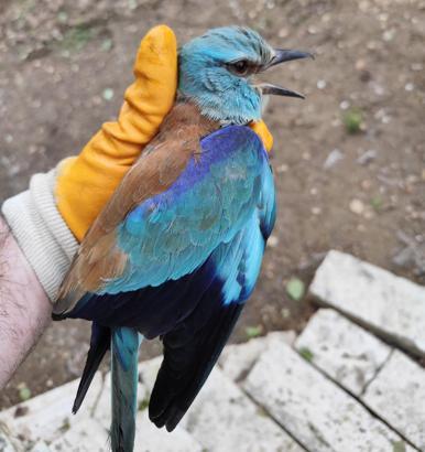 Sırbistan'da halkalanan gökkuzgun Denizli'de yaralı bulundu