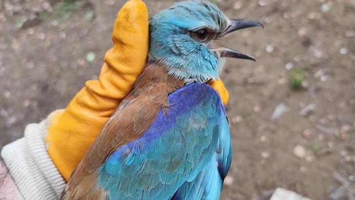 Sırbistan'da halkalanan gökkuzgun Denizli'de yaralı bulundu