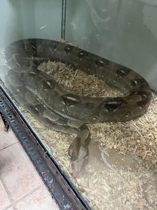 Yasa dışı egzotik hayvan bulunduran şüphelilere 472 bin TL ceza