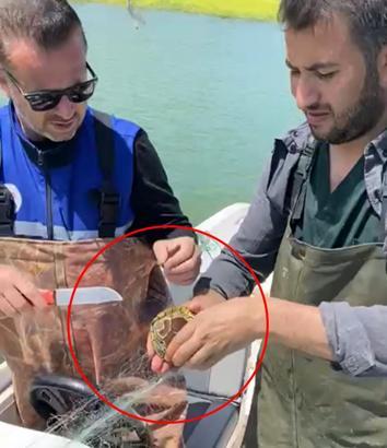 Batman'da, baraj gölündeki hayalet ağa takılan yavru su kaplumbağası kurtarıldı