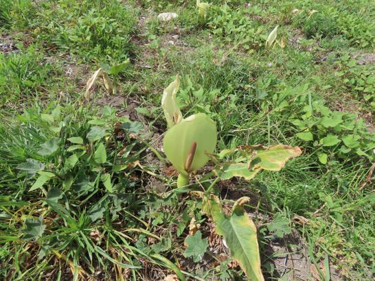 'Milleyha tirşiği acilen koruma altına alınmalı'