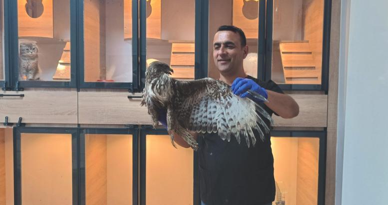 Gaziantep’te, yaralı kızıl şahin bulundu