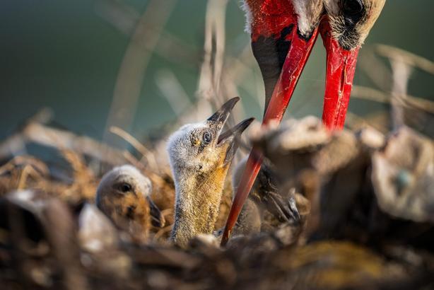 Yaren leyleğin 4 yavrusu da yumurtadan çıktı