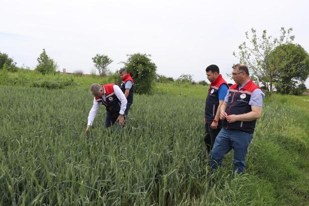 Edirne’de doludan zarar gören tarlalarda hasar tespiti yapıldı