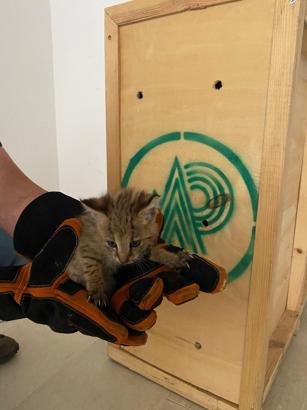 Şırnak'ta nöbetteki askerin fark ettiği saz kedisi korumaya alındı