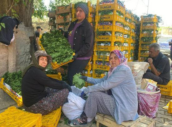 Alaşehir'de asma yaprağı üreticiye can suyu oldu
