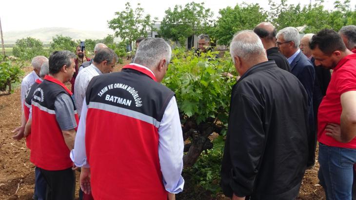 Gercüş’te, üzüm yetiştiricilerine modern bağcılık eğitimi verildi