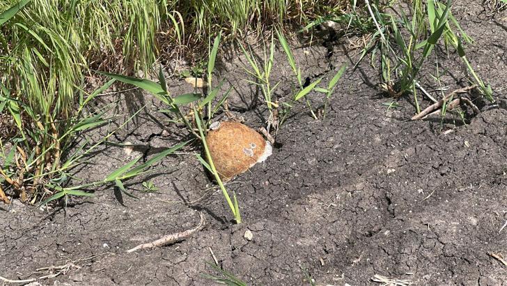 Edirne'de ayçiçeği tarlasında patlamamış top mermisi bulundu