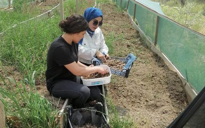 Osmaniye’de salep hasadı