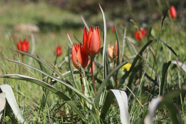 Her yıl 10 gün boyunca canlı kalabilen Manisa lalesi için genetik çalışma