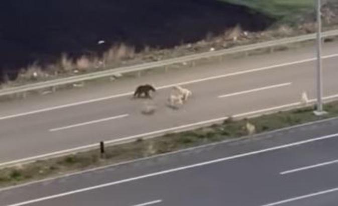 Köpeklerle dalaşıp, halı sahaya giren ayı kamerada