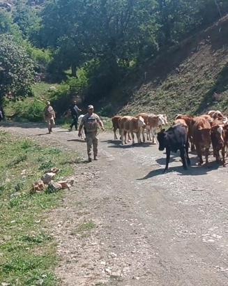 Batman’da ağıldan kaçan 15 inek bulundu