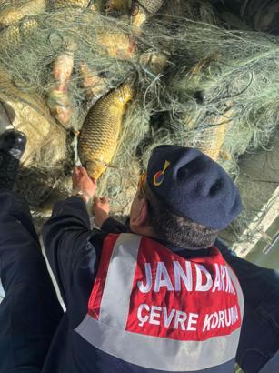 Samsun'da ağa takılan balıkları jandarma kurtardı