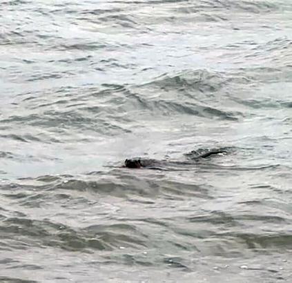 Tekirdağ kıyılarında su samuru görüntülendi