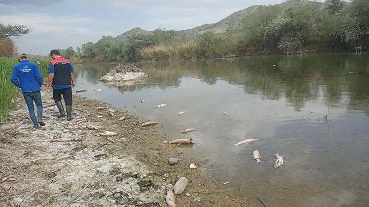 Çorum'da Kızılırmak Nehri'nde balık ölümleri