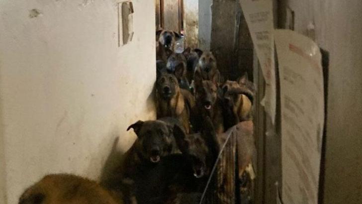 ABD’de tahliye edilen bir apartman dairesinde 48 köpek bulundu