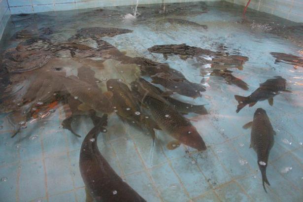 Bolu’da üretilen 5 milyon 230 bin yavru sazan, akarsulara bırakıldı