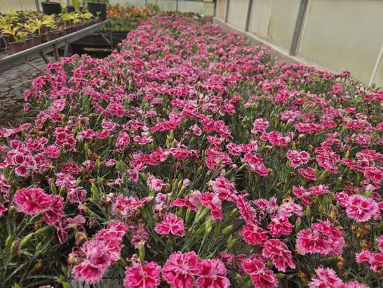 Türkiye'nin ilk yerli karanfillerinin yüzde 85'i ihraç ediliyor