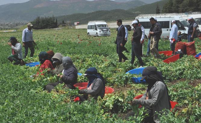 Gaziantep’te bezelye hasadı başladı
