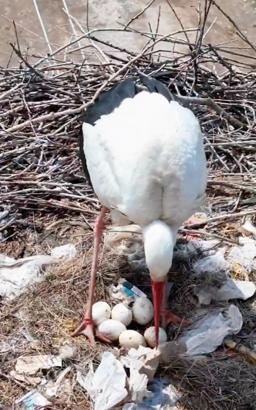 Köyü terk etmeyen 2 leylek, Anneler Günü’nde ‘anne’ oldu
