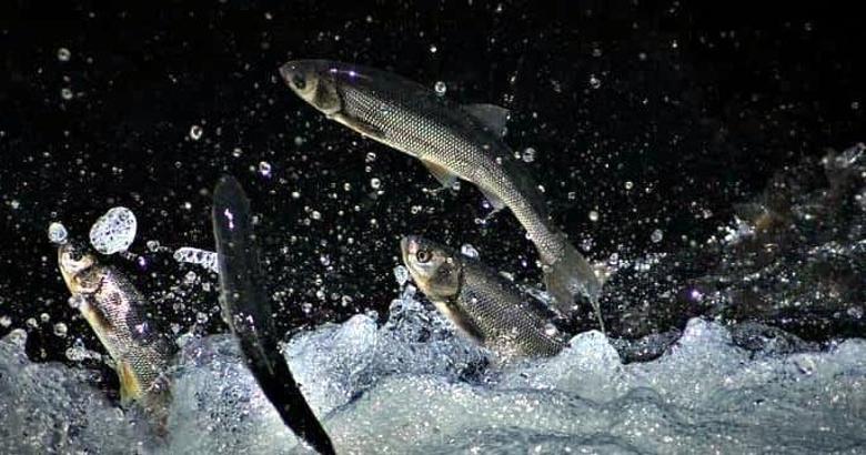 İnci kefalinin Deliçay'daki zorlu göçünü yüzlerce kişi izledi