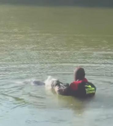 İstanbul - Bakırköy'de kanadına dolanan ip nedeniyle gölette mahsur kalan martı kurtarıldı