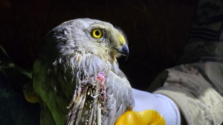 Nesli tehlike altındaki  bozkır delicesi yaralı bulundu
