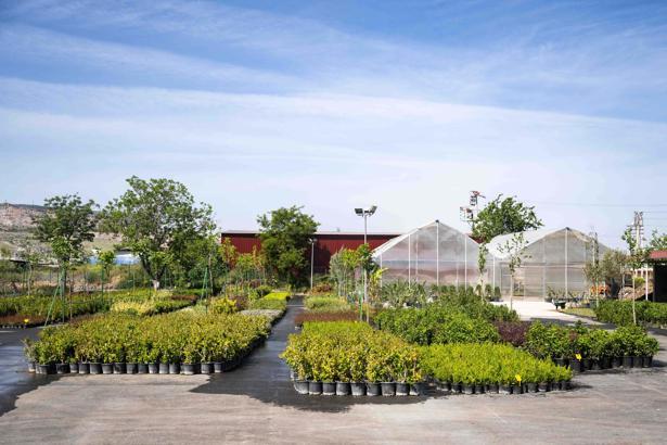 Bornova Belediyesi fidanlığı modern üretim merkezine dönüştürüldü