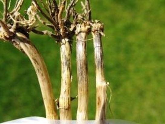 Samsun’da buğday üreticilerine hastalık uyarısı