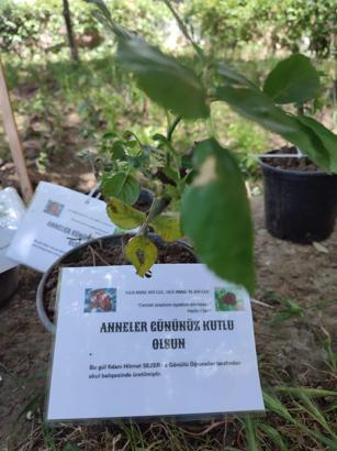 Okul bahçesinde şehitler için yetiştirdikleri gülleri, şehit annelerine verdiler