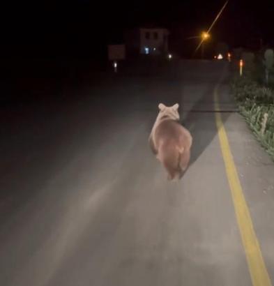 Köy yolunda koşan ayı kamerada