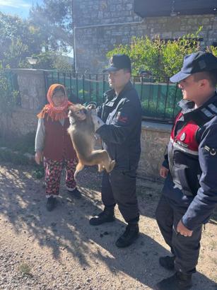 Mahallede maymun yakalandı