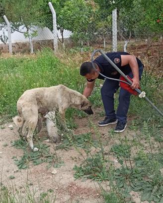 Anne köpek, kanala düşen yavrularının başından ayrılmadı