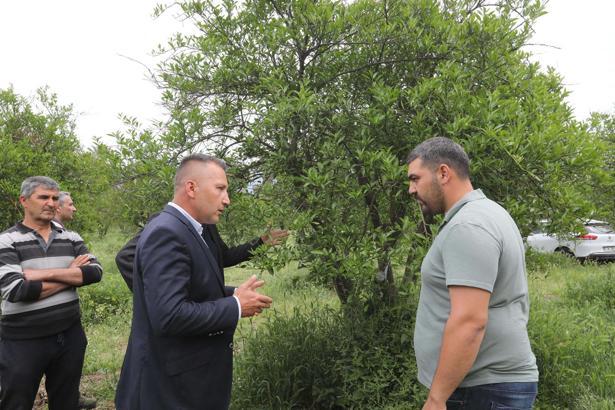 Muğla'da zirai donun yaraları Büyükşehir'in desteğiyle sarıldı